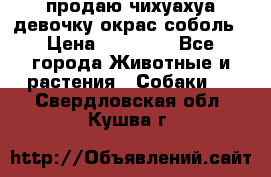 продаю чихуахуа девочку,окрас соболь › Цена ­ 25 000 - Все города Животные и растения » Собаки   . Свердловская обл.,Кушва г.